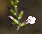 American lopseed